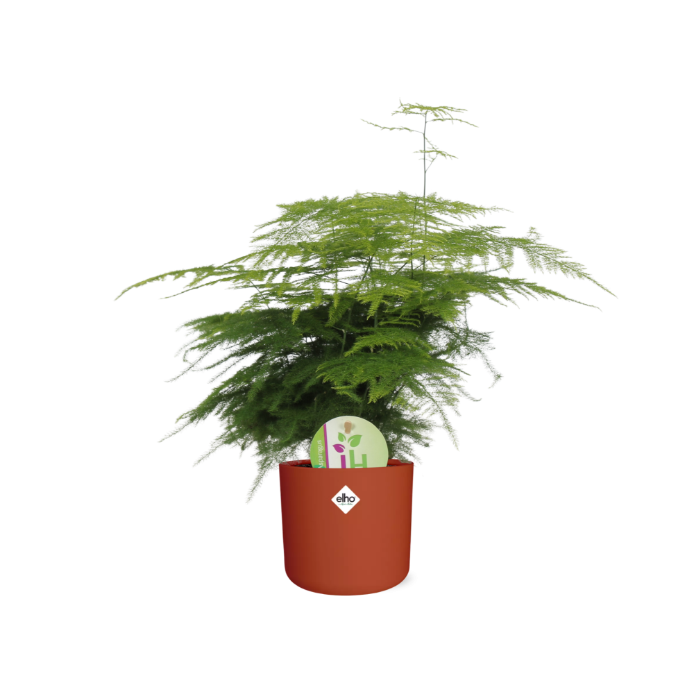 Asparagus ‘Plumosus’ – Pflegespargel im ELHO b.for soft Rond 14cm Brique
