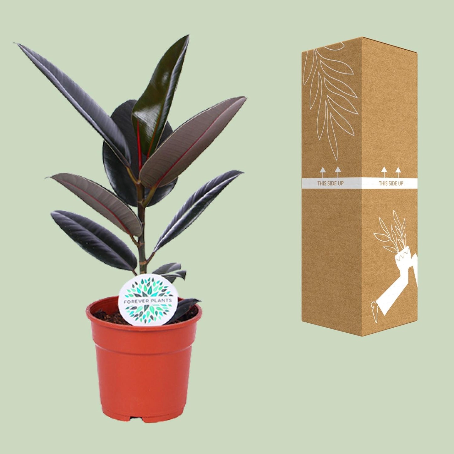 Ficus Elastica Abidjan – Pflegeleichter Gummibaum Ø17cm