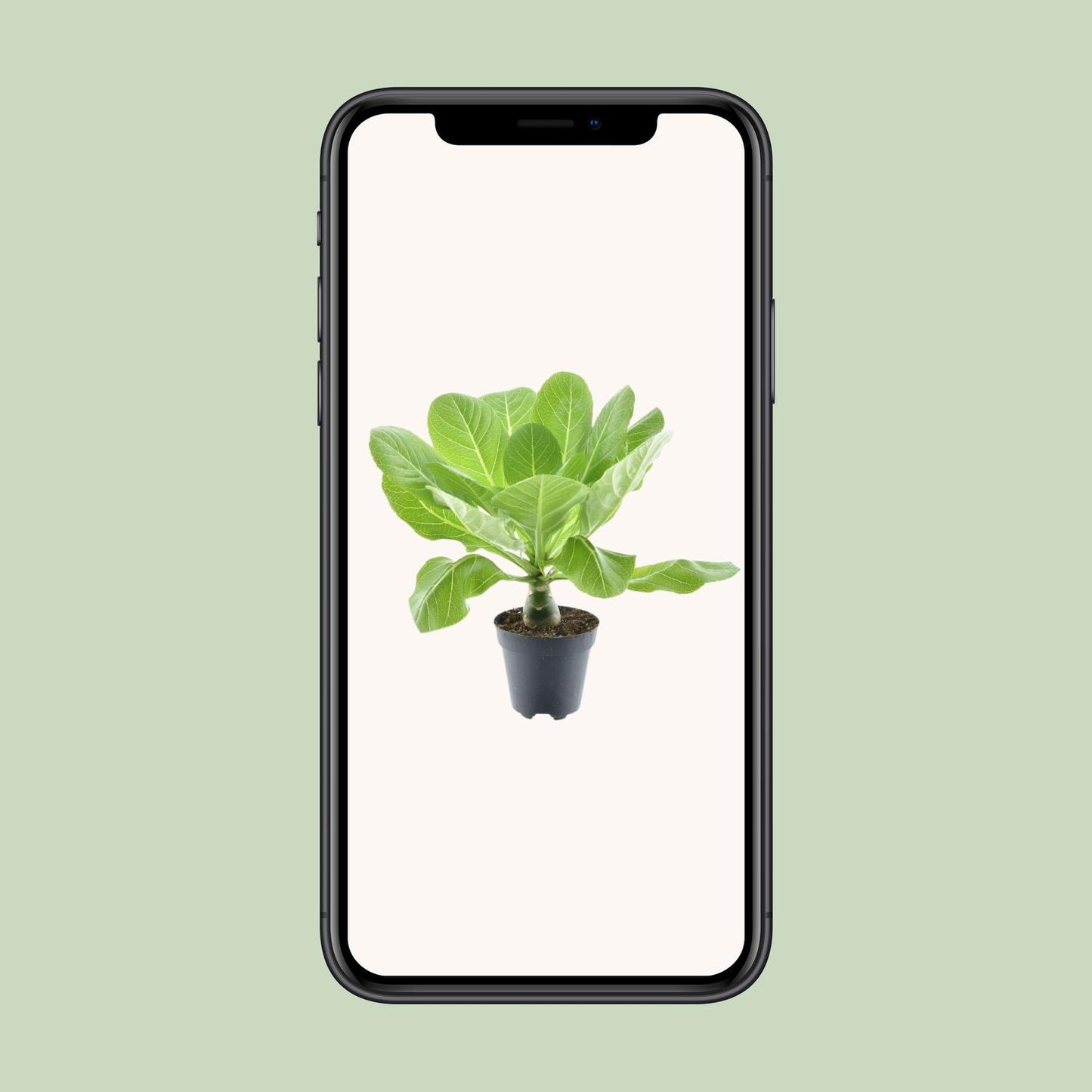 Brighamia Insignis 'Hawaii Palm' – Pflegeleichte Zimmerpflanze Ø12cm