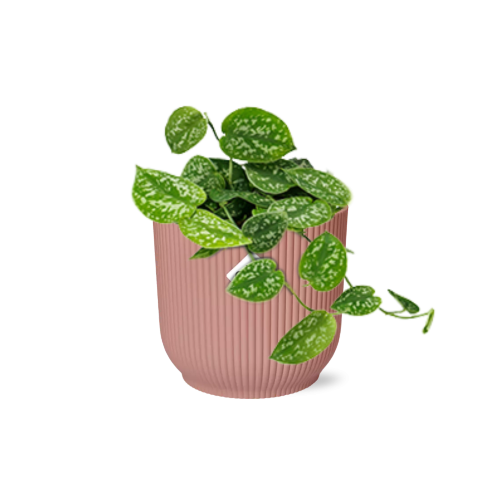 Scindapsus Pictus ‘Argyraeus’ in ELHO Vibes Fold 14cm rosa