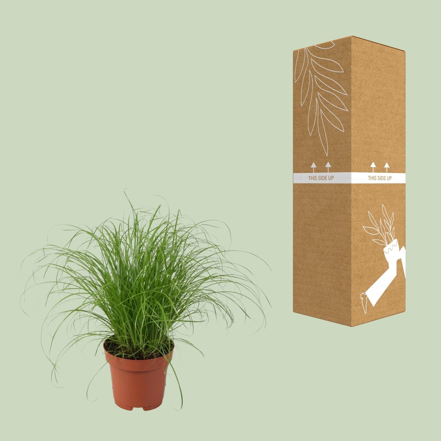 Cyperus alternifolius Zumula – elegantes Schirmgras Ø12cm