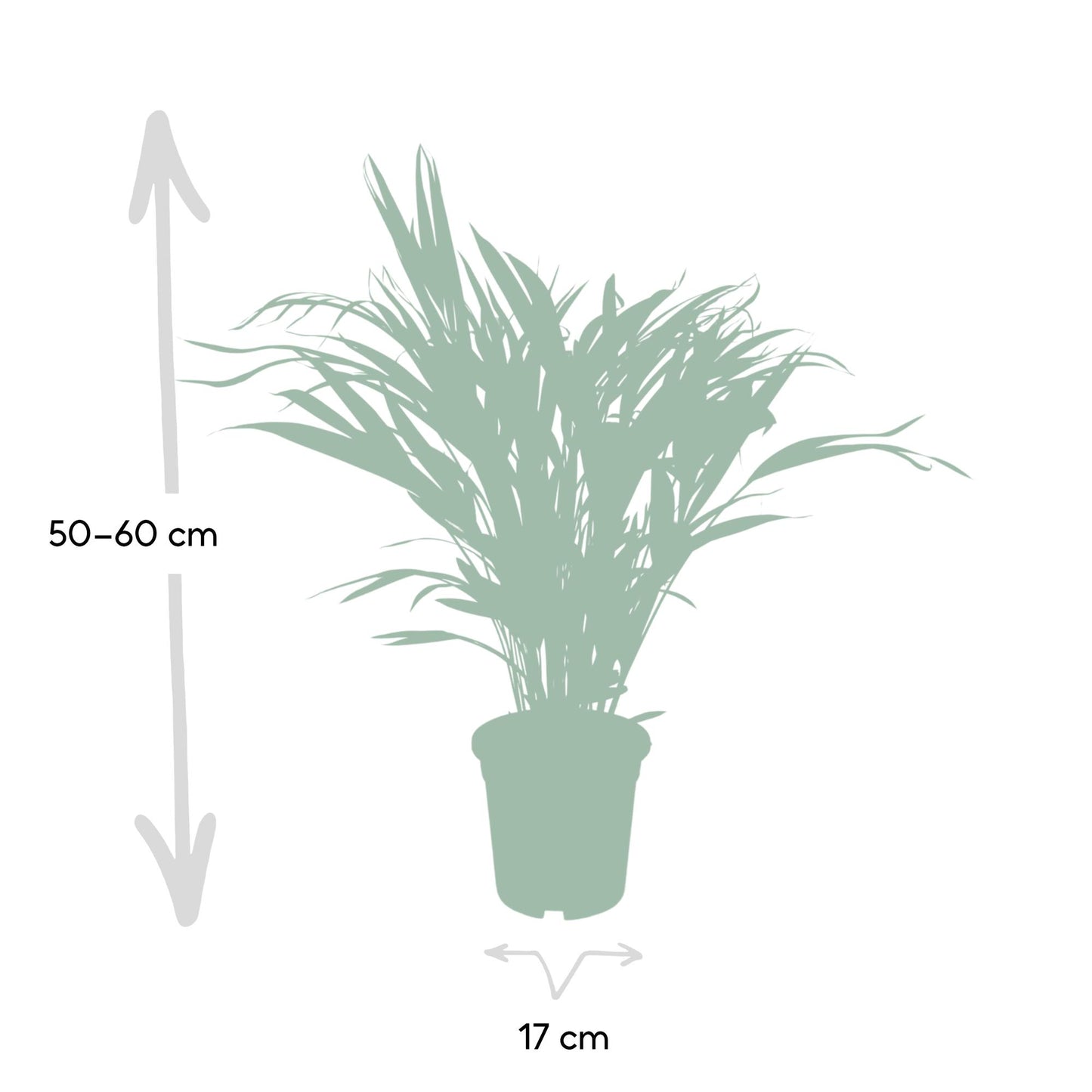 Dypsis Lutescens - Areca Palme Ø17cm, ca. 60cm hoch
