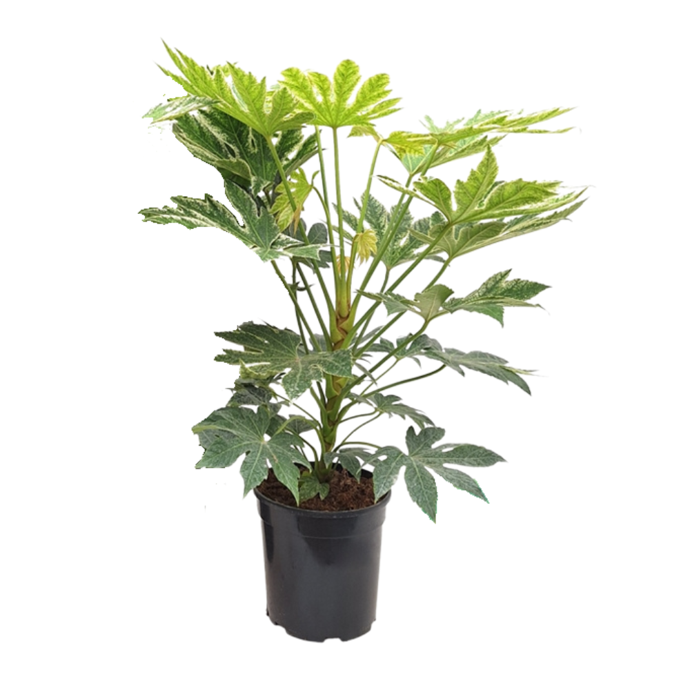 Fatsia Japonica – Pflegeleichte Zimmerpflanze mit Charakter