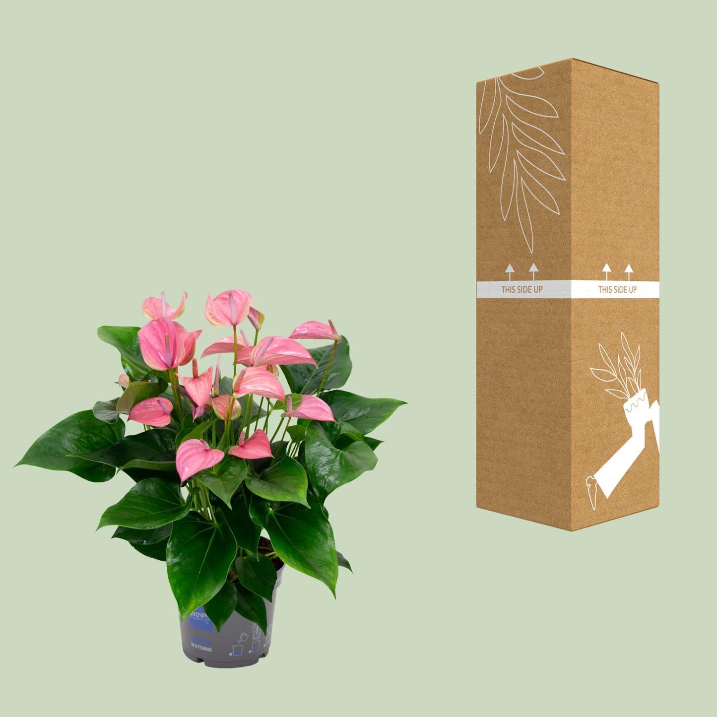 Anthurium KARMA Joli – Elegante Zimmerpflanze Ø17cm