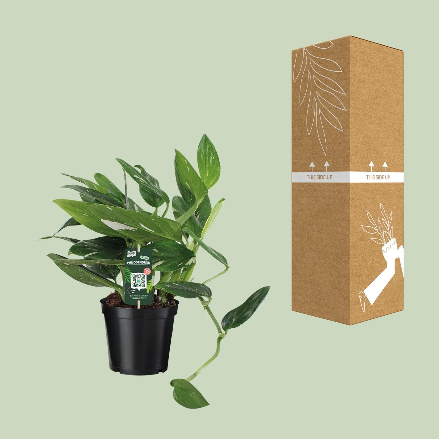 Philodendron Cobra Toef – Pflegeleichte Zimmerpflanze Ø17cm