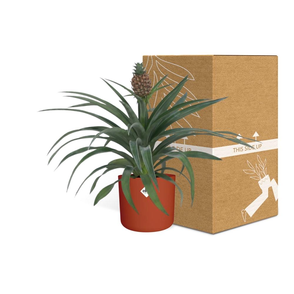 Ananas-Pflanze im 12 cm Topf – Tropische Zimmerpflanze