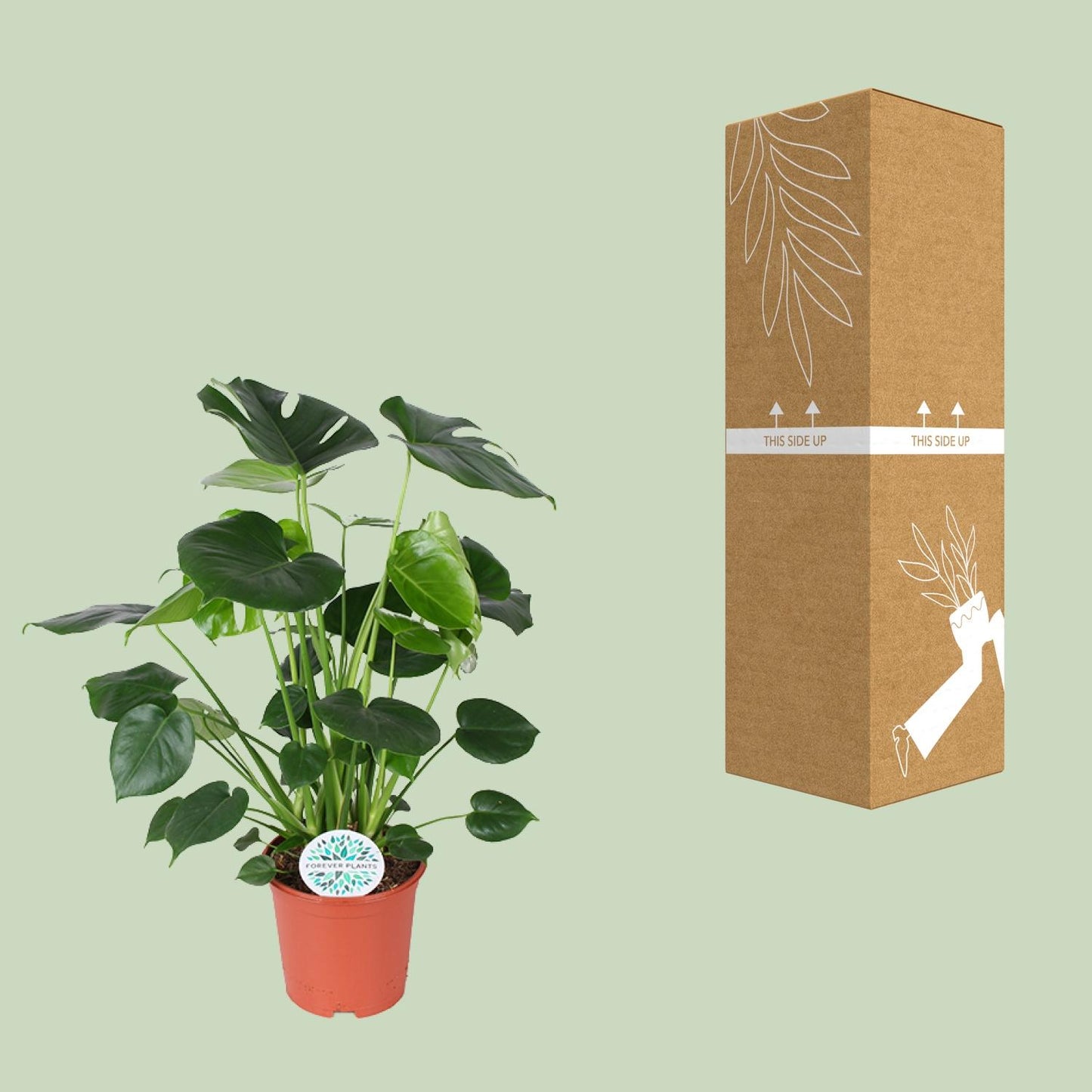 Monstera Deliciosa – Pflegeleichte Fensterblatt-Pflanze Ø21cm