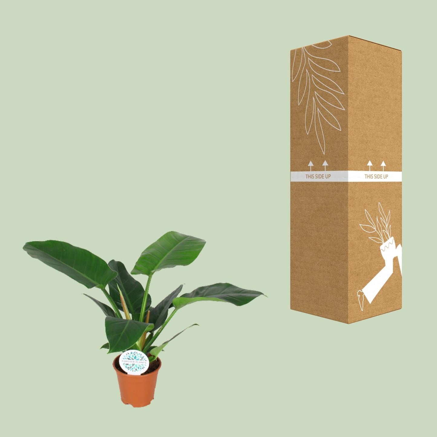 Philodendron Imperial Green – Pflegeleichte Zimmerpflanze Ø14cm