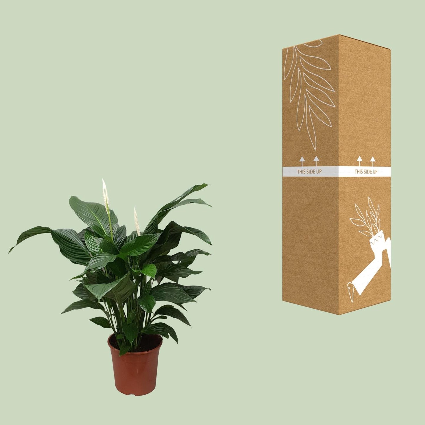 Friedenslilie Spathiphyllum Sweet Silvana Ø24cm, ca. 80cm