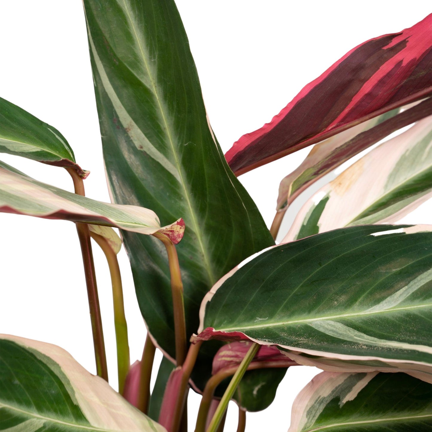 Calathea Triostar – Pfauenpflanze Ø19cm, ca. 70cm hoch