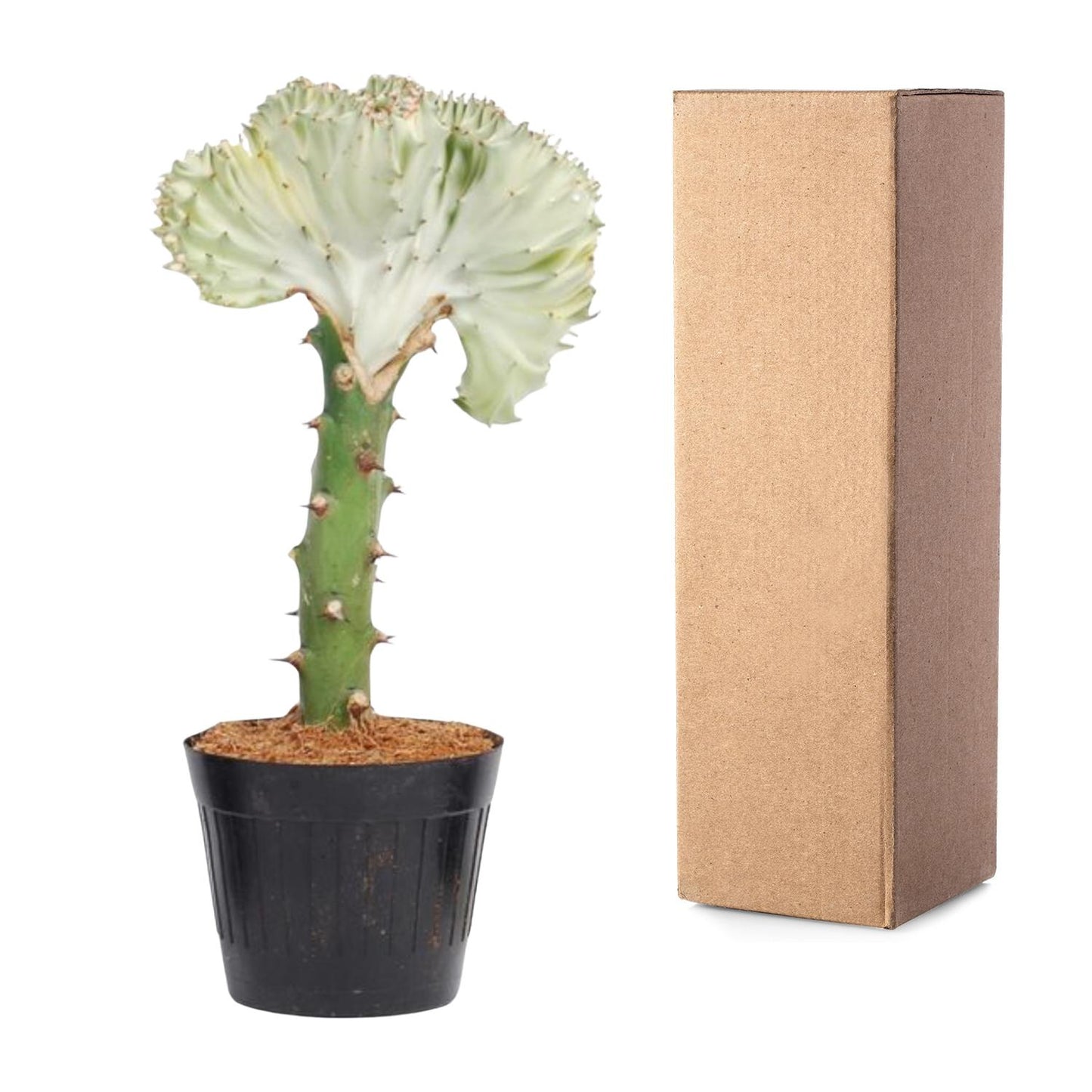 Euphorbia lactea Cristata – Korallen-Kaktus, 30 cm
