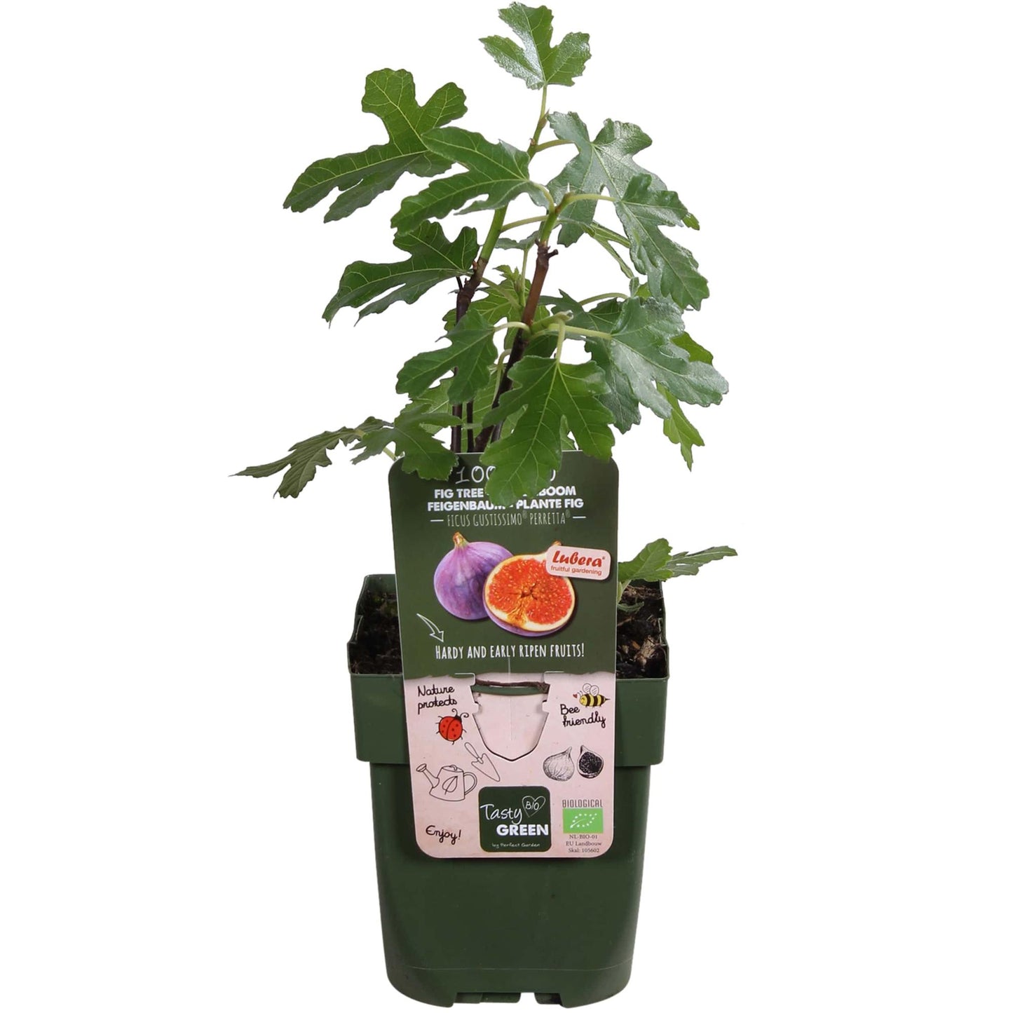 Ficus Gustissimo Perretta – Elegante Zimmerpflanze Ø13cm