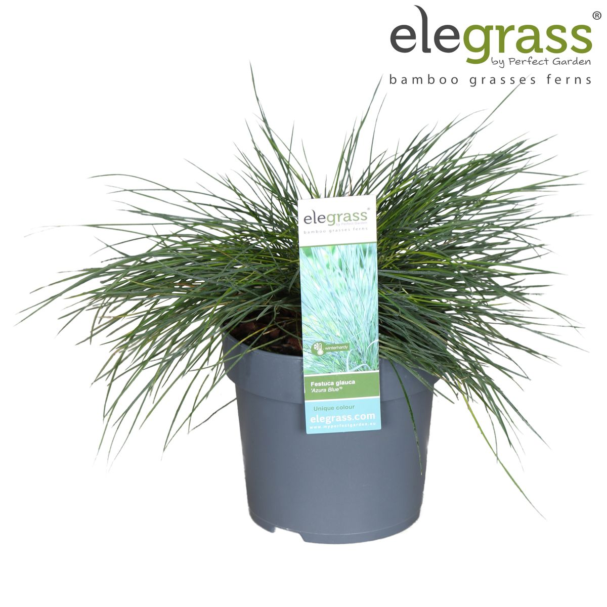 Festuca glauca Azura Blue - Pflegeleichtes Ziergras Ø14cm