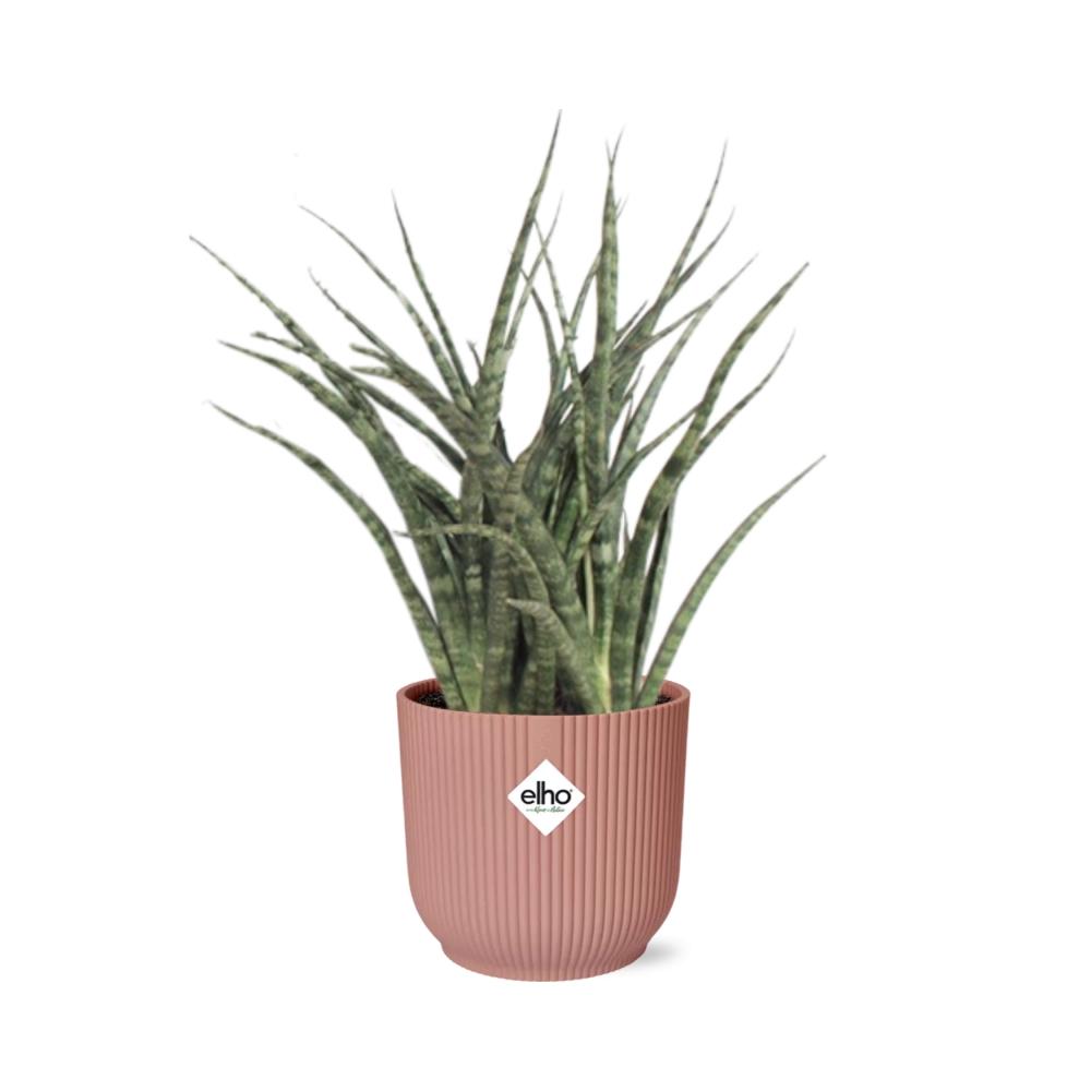 Sansevieria Fernwood Punk in ELHO Vibes Fold 14cm rosa – Pflegeleicht & Luftreinigend
