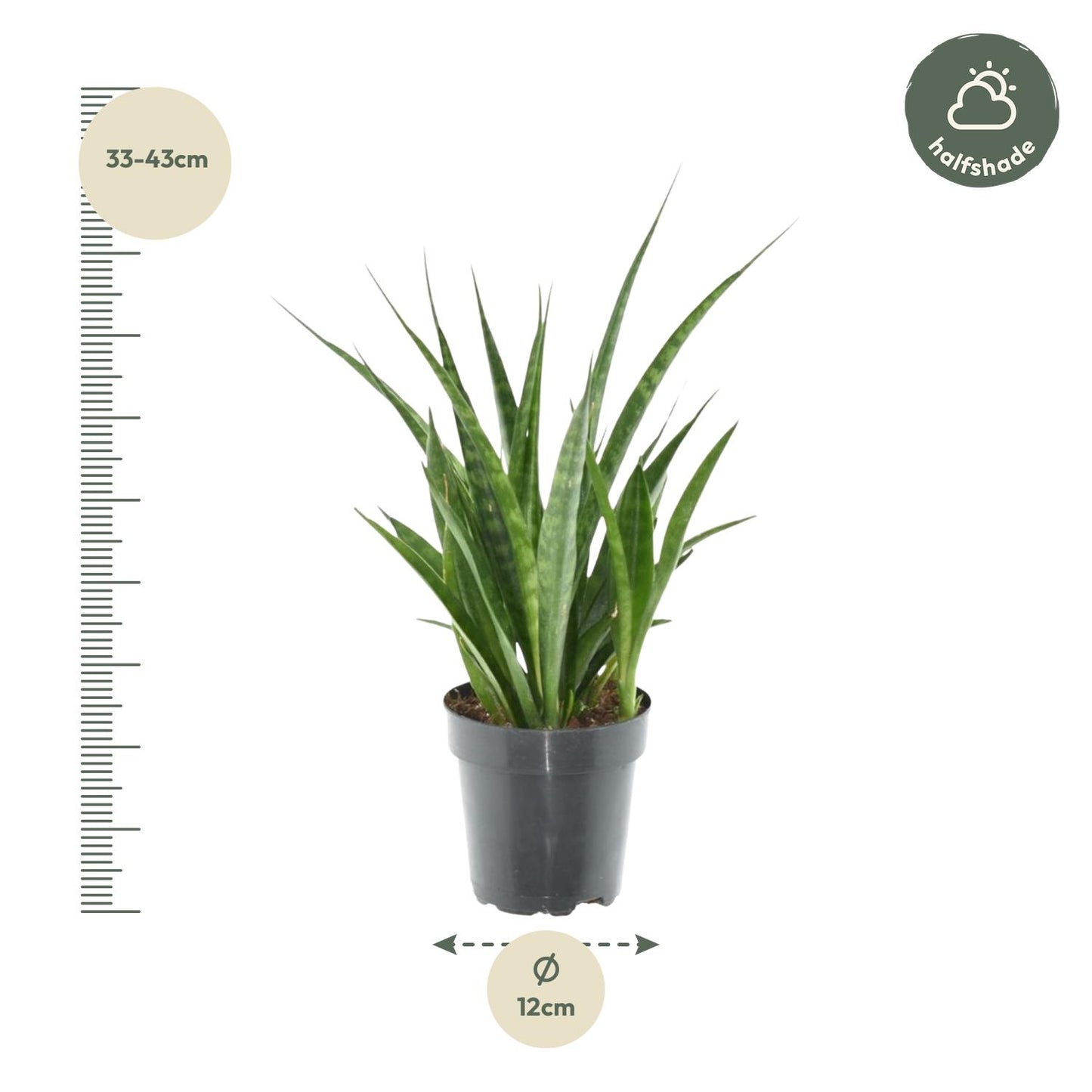 Sansevieria kirkii 'Friends' – Pflegeleichter Bogenhanf 38 cm