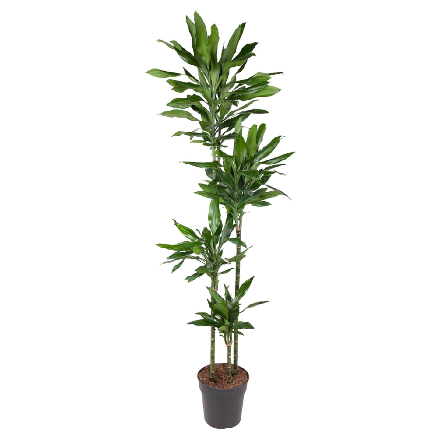 Dracaena Janet Lind – 180 cm – pflegeleichte XXL-Palme
