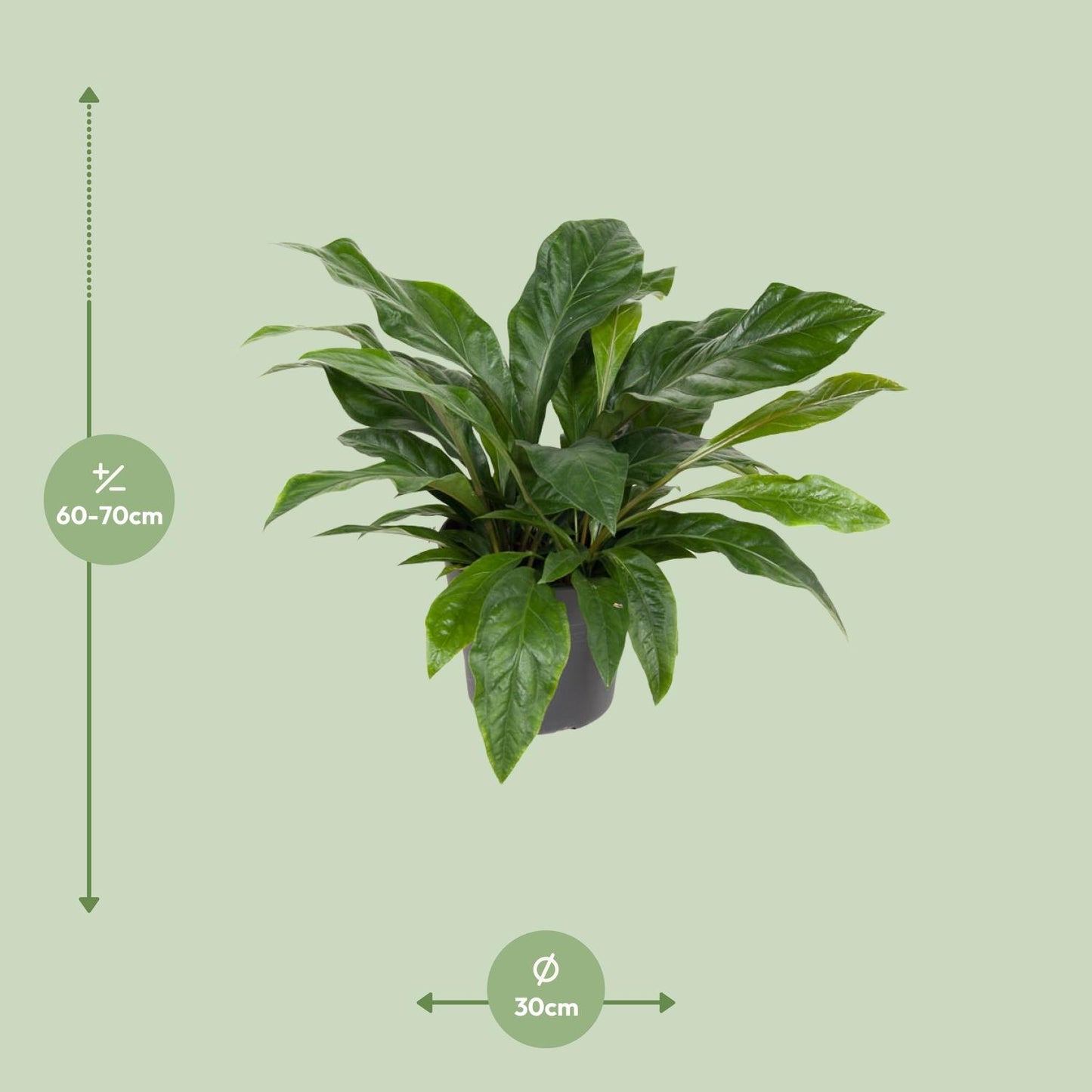 Anthurium Jungle Bush – Pflegeleichte Zimmerpflanze Ø30cm