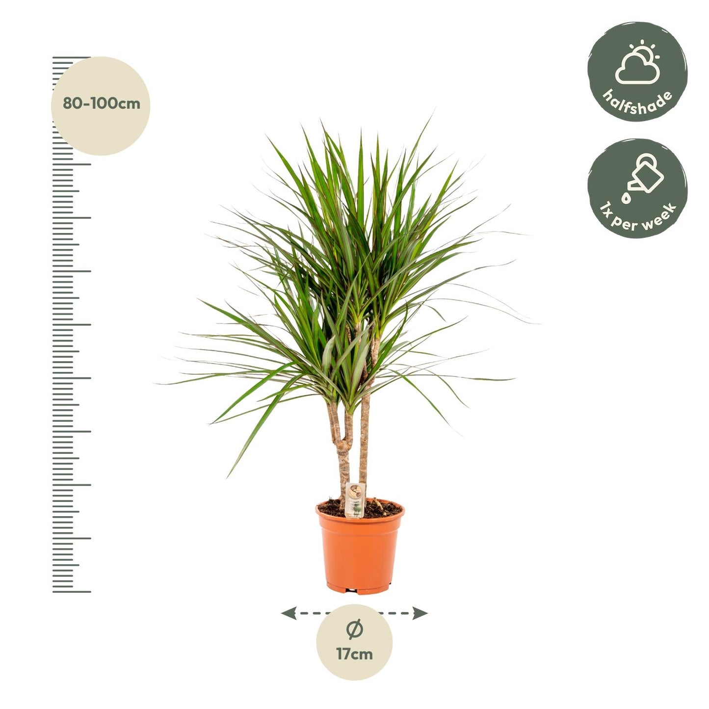 Dracaena Marginata – Pflegeleichter Drachenbaum Ø17cm, 90cm