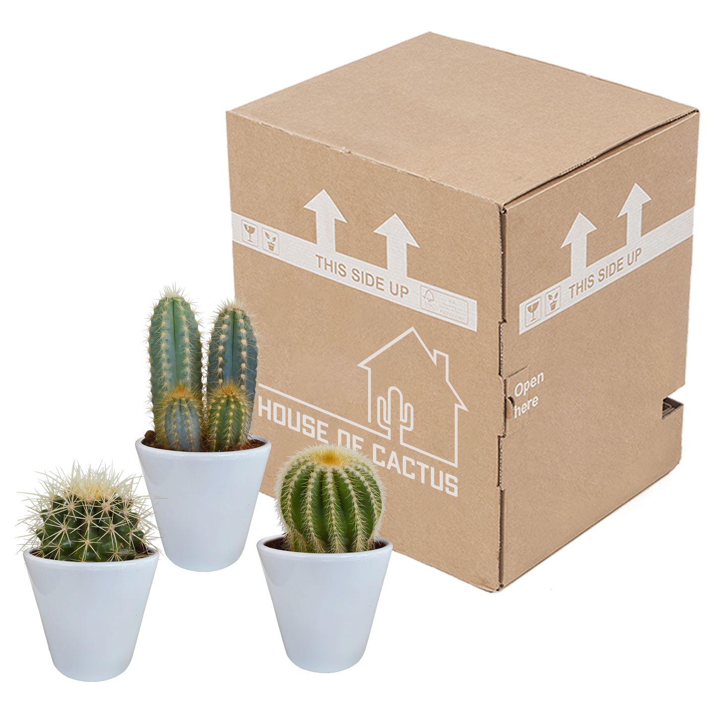 Kakteenmischung im weißen Topf – 3er Set, 8,5 cm