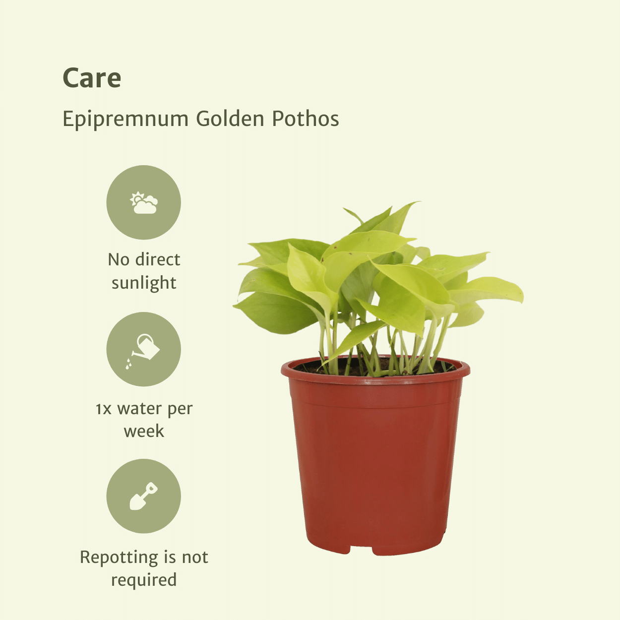Epipremnum Golden Pothos (Scindapsus) – 4er-Set Ø12cm Topf