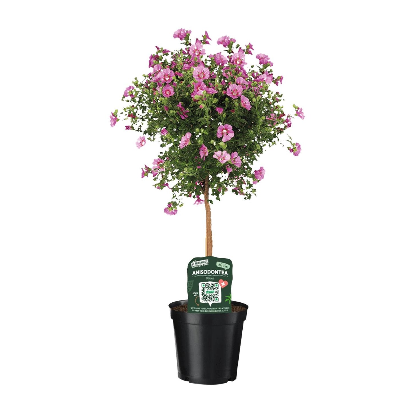 Anisodontea Elegans – Kapmalve im Ø19cm Topf, 75cm hoch