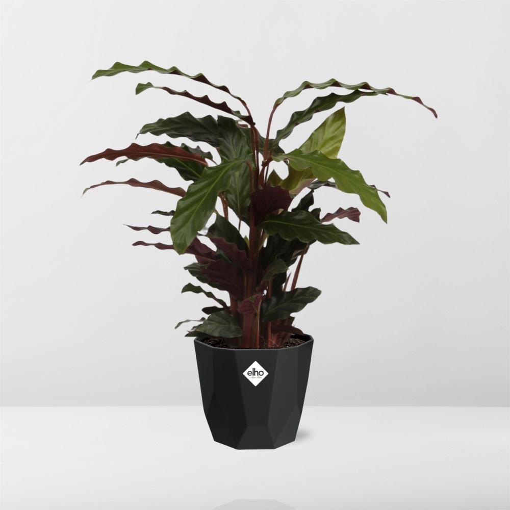 Calathea Rufibarba ‘Tropistar’ – Tropische Zimmerpflanze im schwarzen Topf