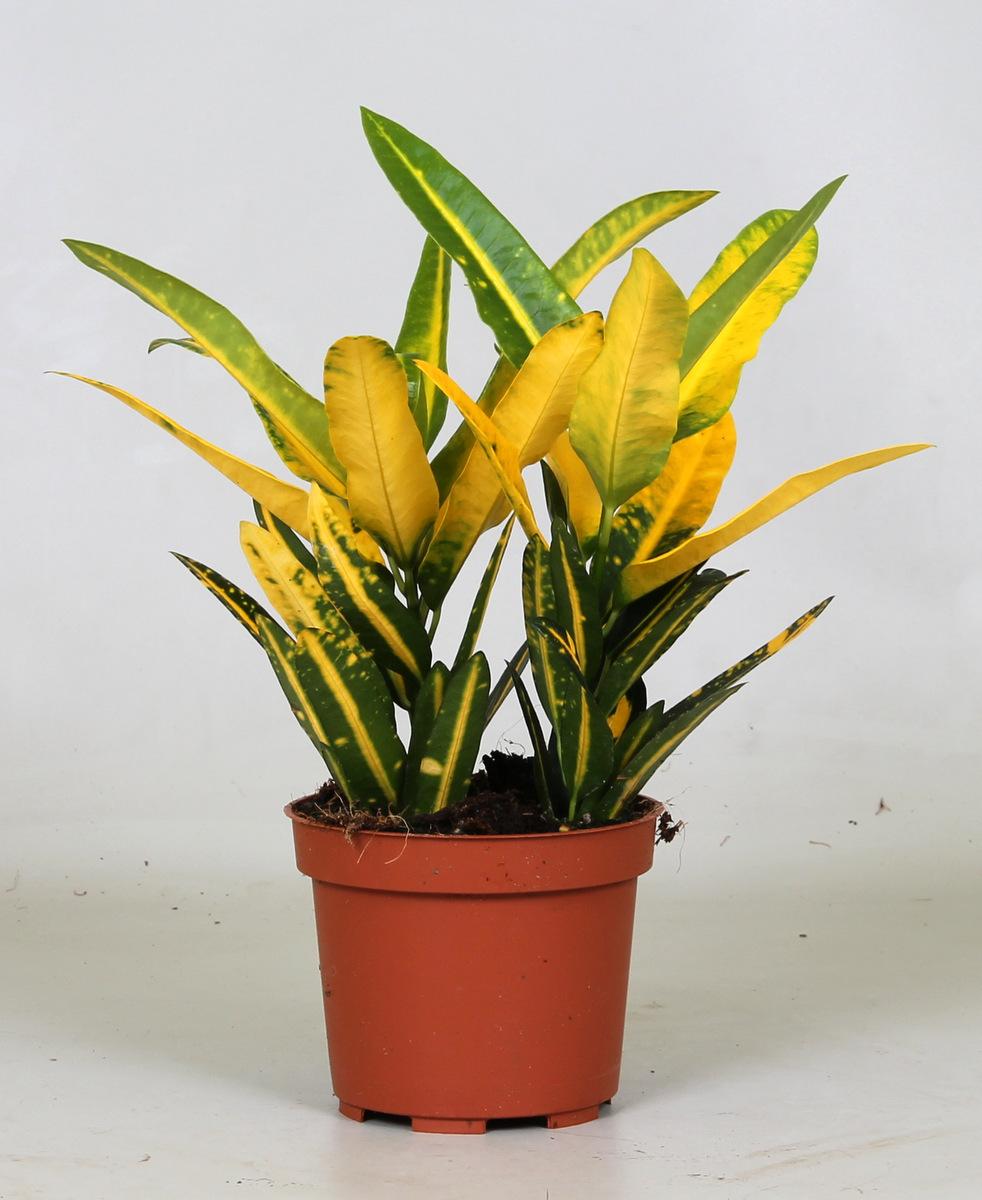 Croton Sunny Star – Farbstarker Blattschmuck Ø12cm