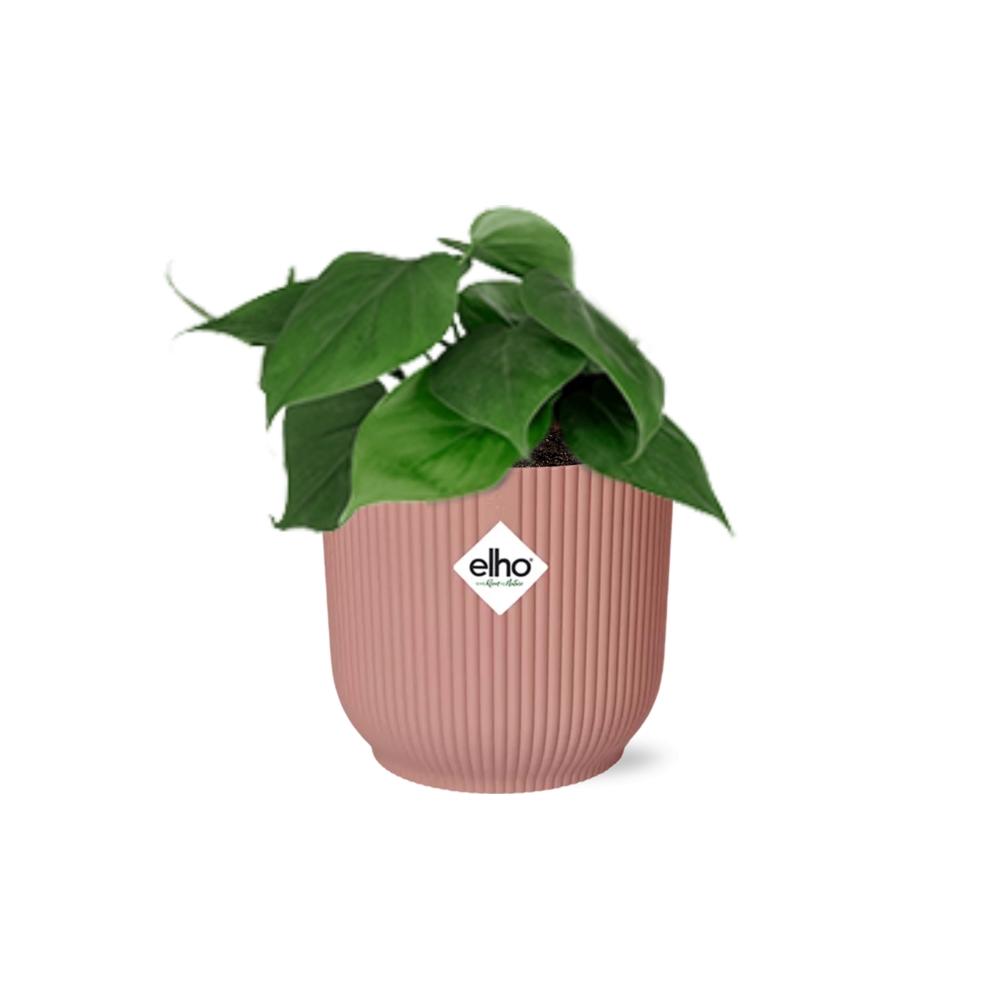Philodendron Scandens im ELHO Vibes Fold 14cm Topf rosa