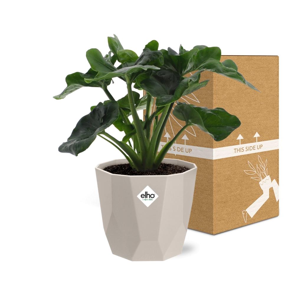 Philodendron Atom im ELHO b.for rock 14 cm Topf warm grey