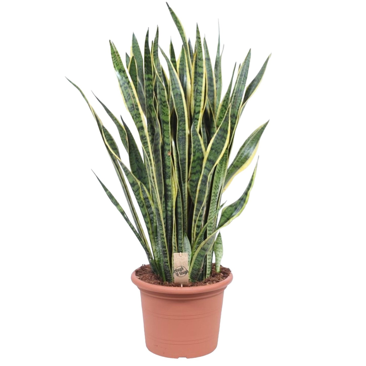 Sansevieria Laurentii – Pflegeleichte Schlangenpflanze 100 cm