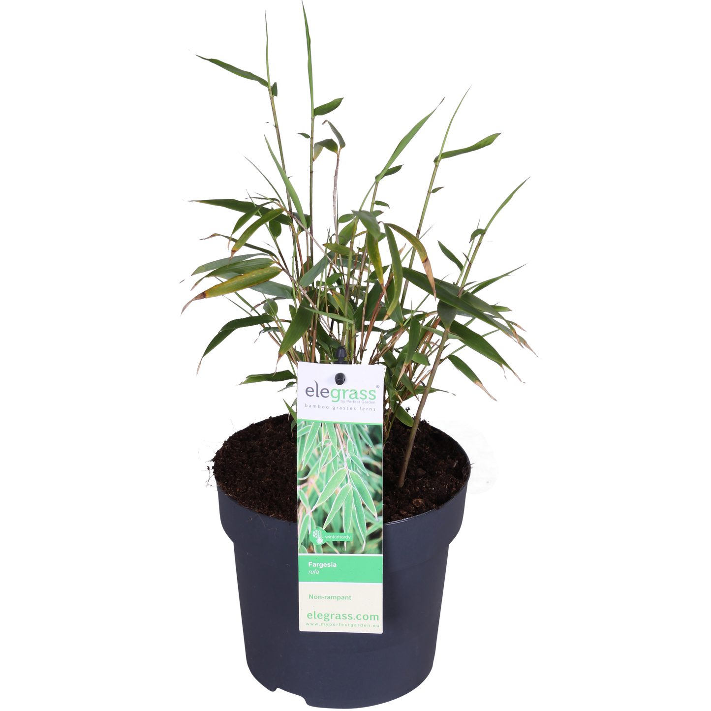 Fargesia rufa Bambus – kompakter, pflegeleichter Bambus Ø29cm