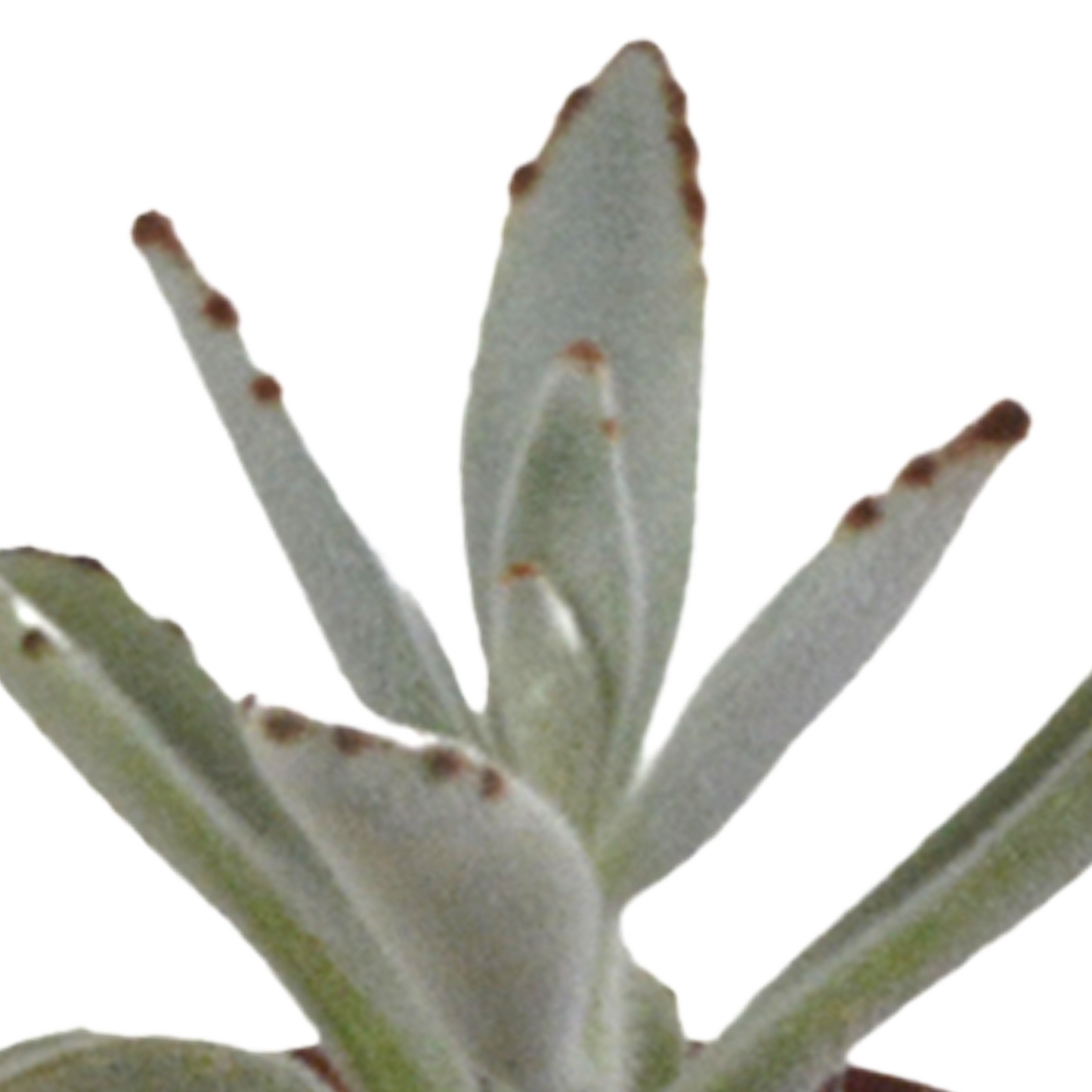 Vetplanten-Mischung 5,5 cm - 10er Set ohne Topf