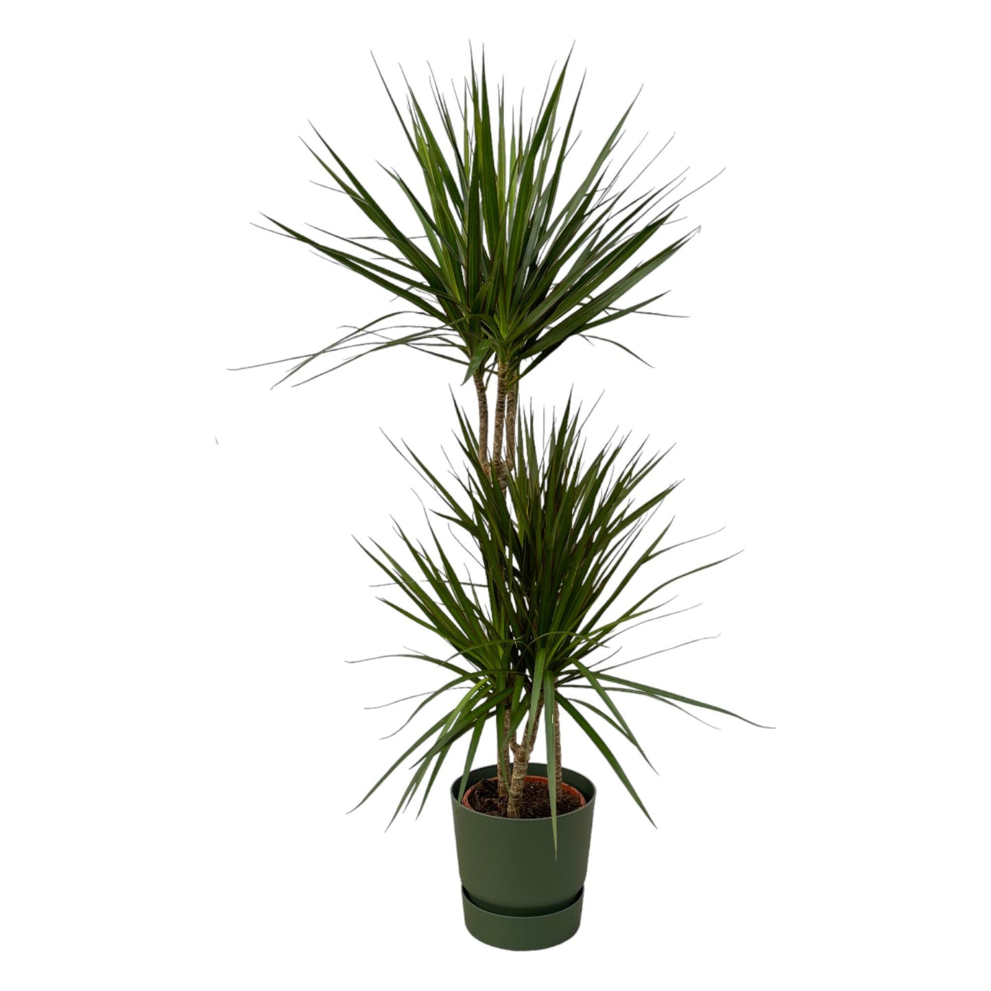 Dracaena Marginata – Elegante Zimmerpflanze 120 cm im elho Topf