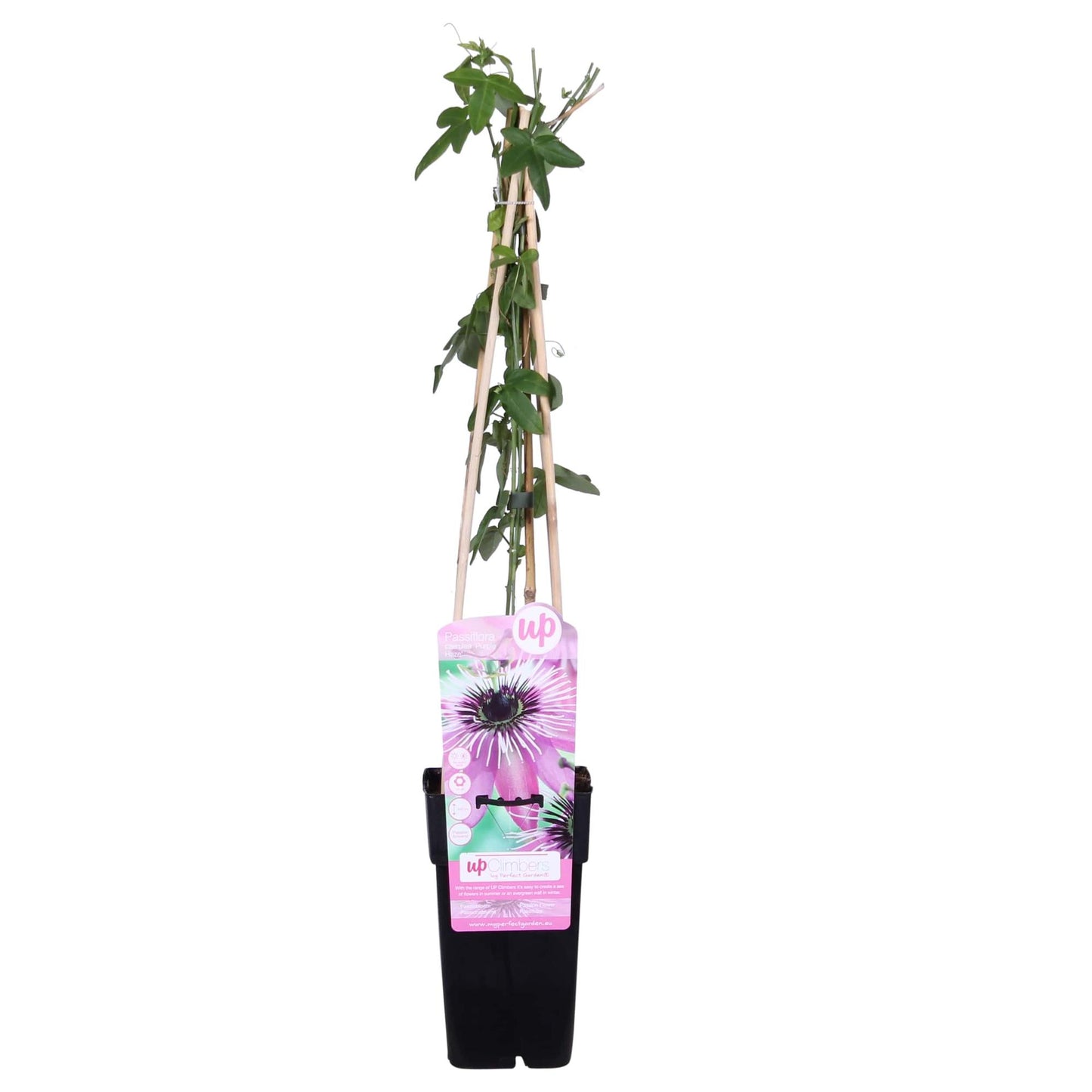 Passiflora Violett 'Purple Haze' – Kletterpflanze Ø15cm, ca. 65cm hoch