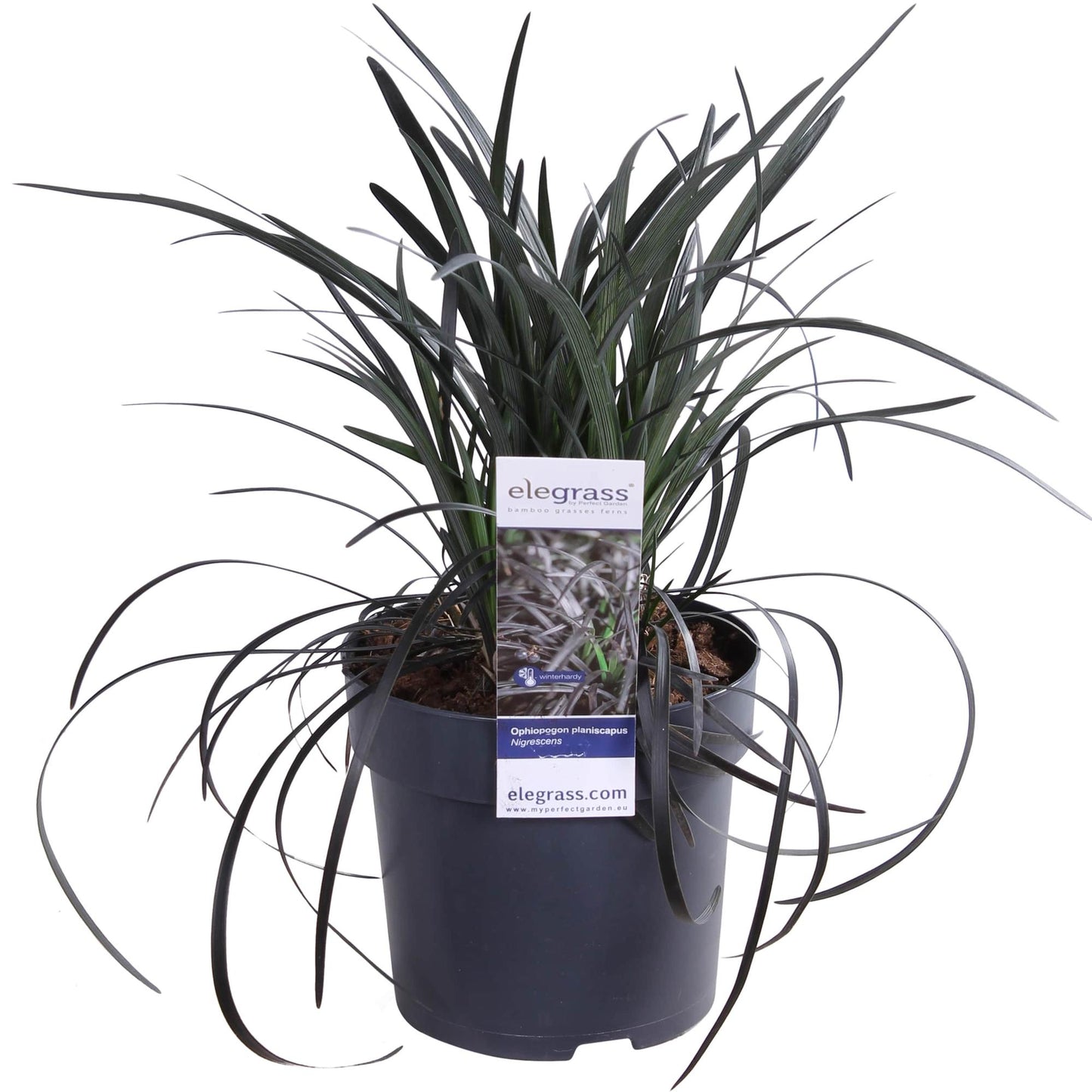 Ophiopogon planiscapus Nigrescens – Pflegeleichtes schwarzes Ziergras