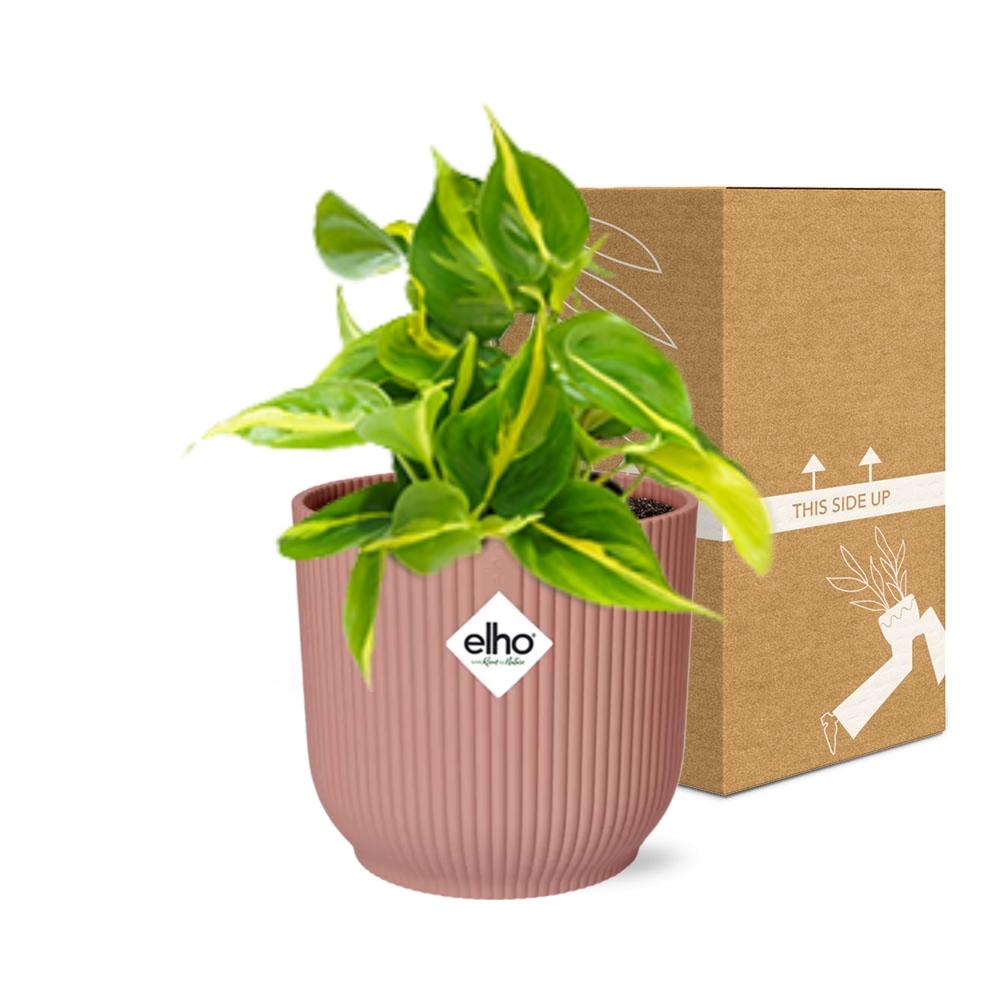 Philodendron Scandens ‘Brasil’ im ELHO Vibes Fold 14cm Topf rosa