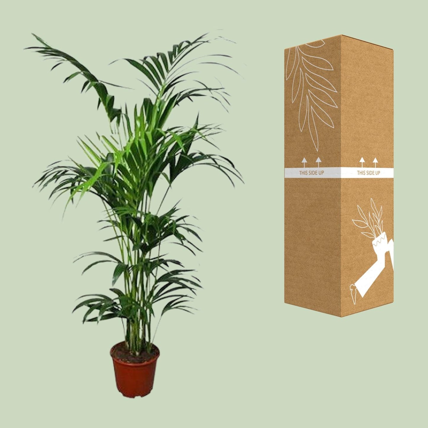 Howea Kentia-Palme Ø24cm – 180cm hoch, pflegeleicht & elegant