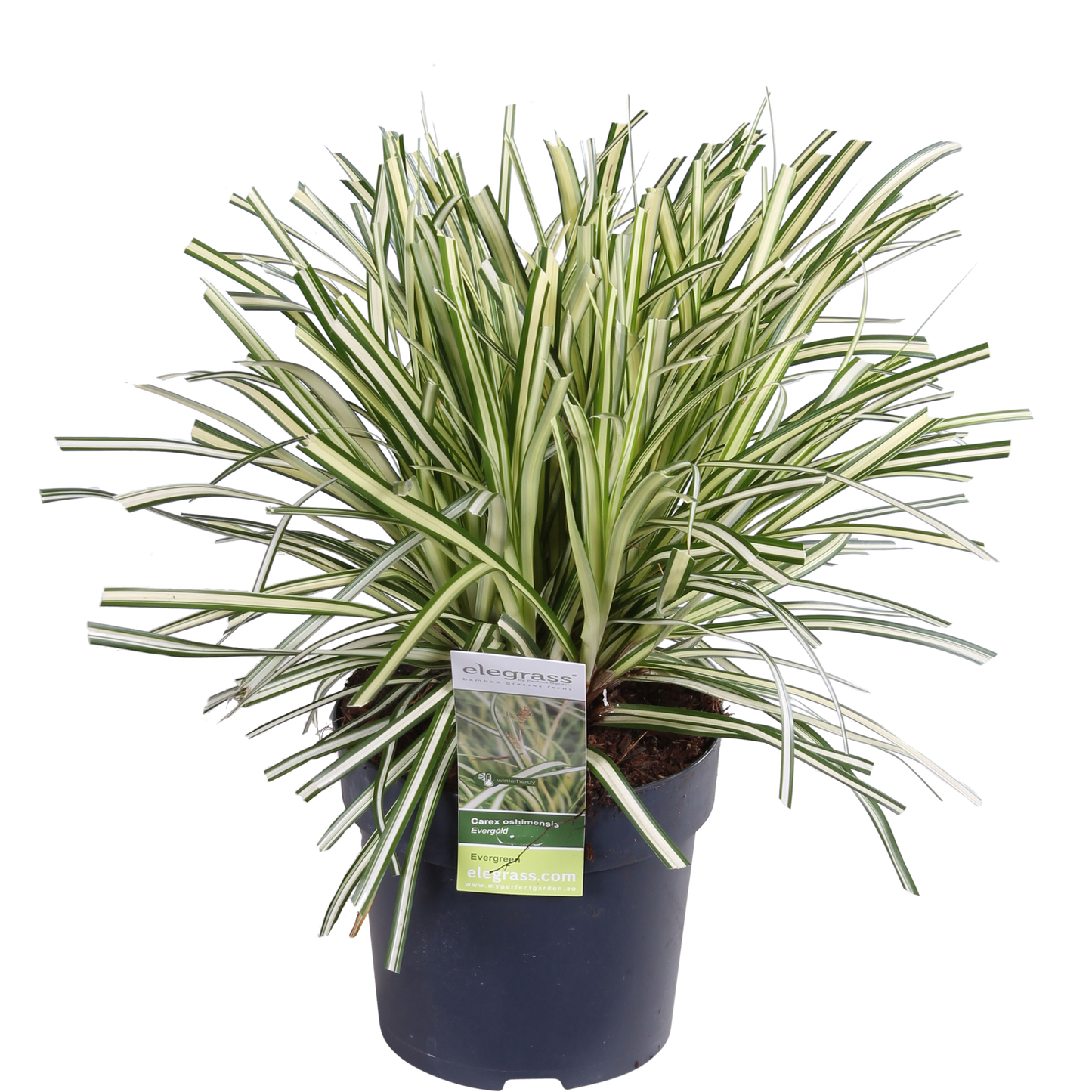 3x Carex hachijoensis 'Evergold' Ø14cm - Immergrünes Ziergras