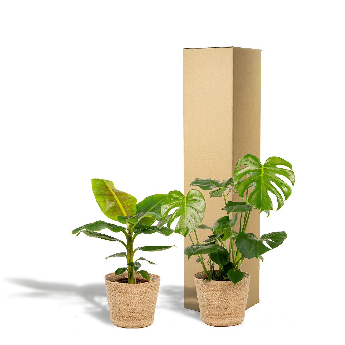 Monstera Deliciosa & Musa Dwarf Cavendish im Korb Ø21cm