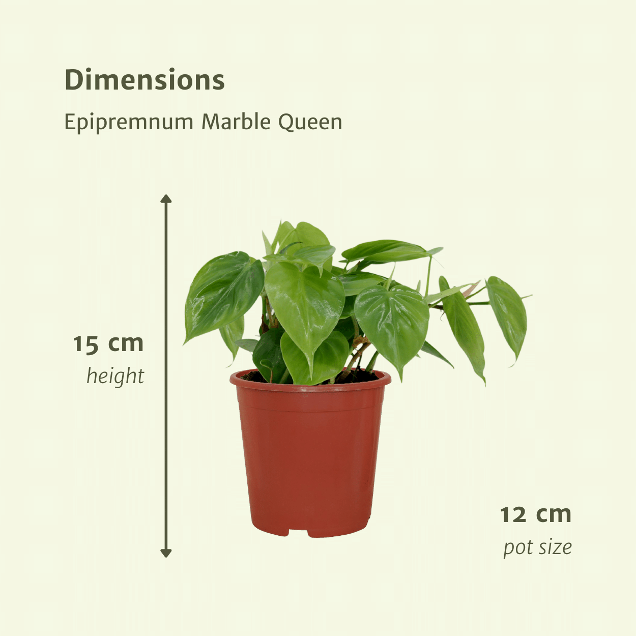 2x Philodendron Scandens – pflegeleichte Hängepflanzen Ø12 cm