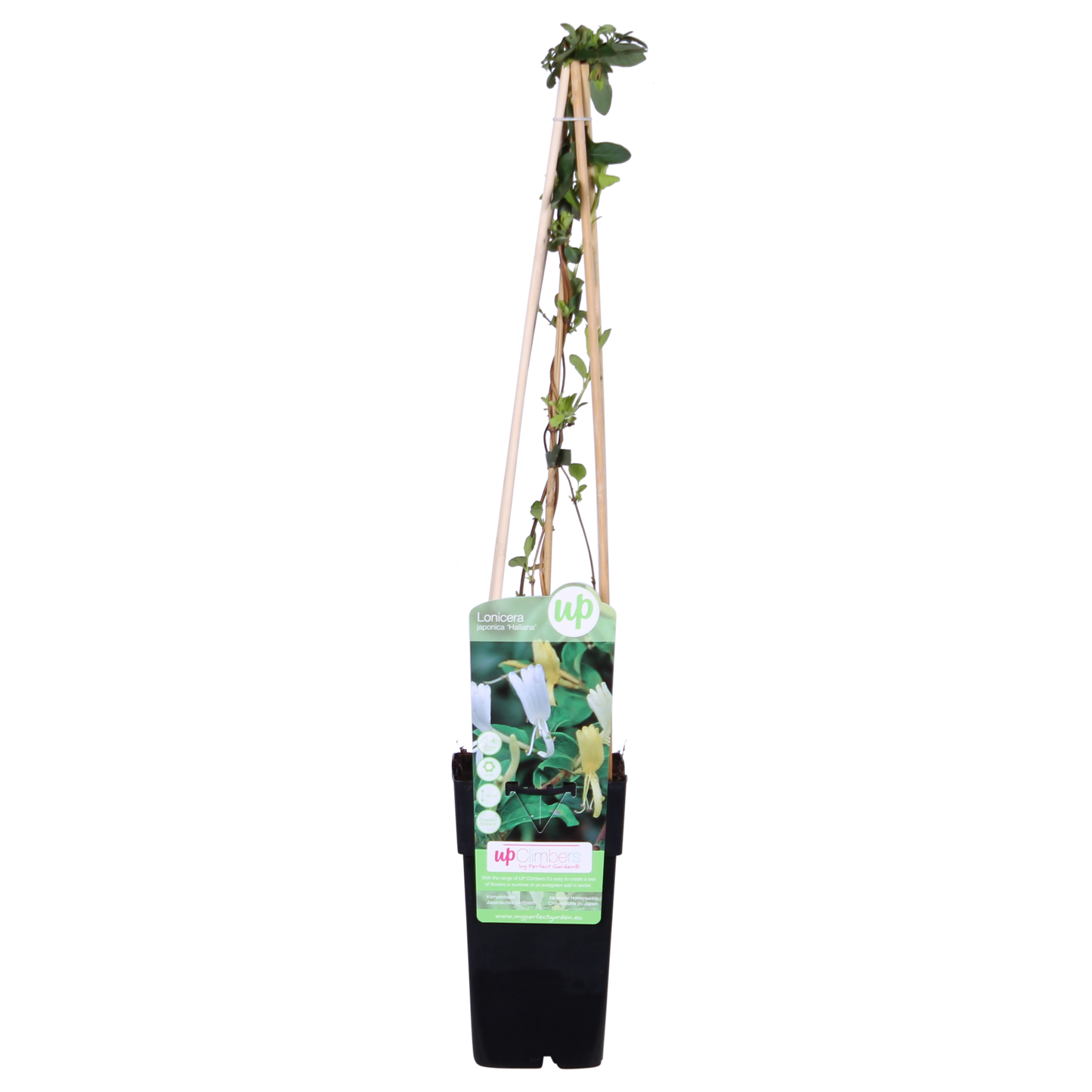 Lonicera japonica 'Halliana' – Weißes Geißblatt Ø15cm