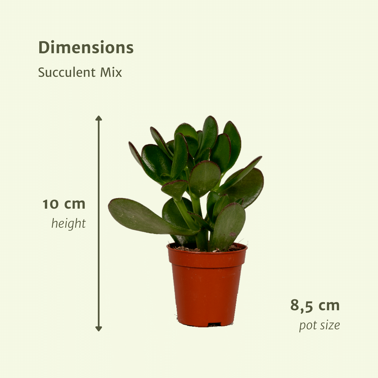 Sukkulenten Mix – 9 pflegeleichte Pflanzen Ø 8,5 cm