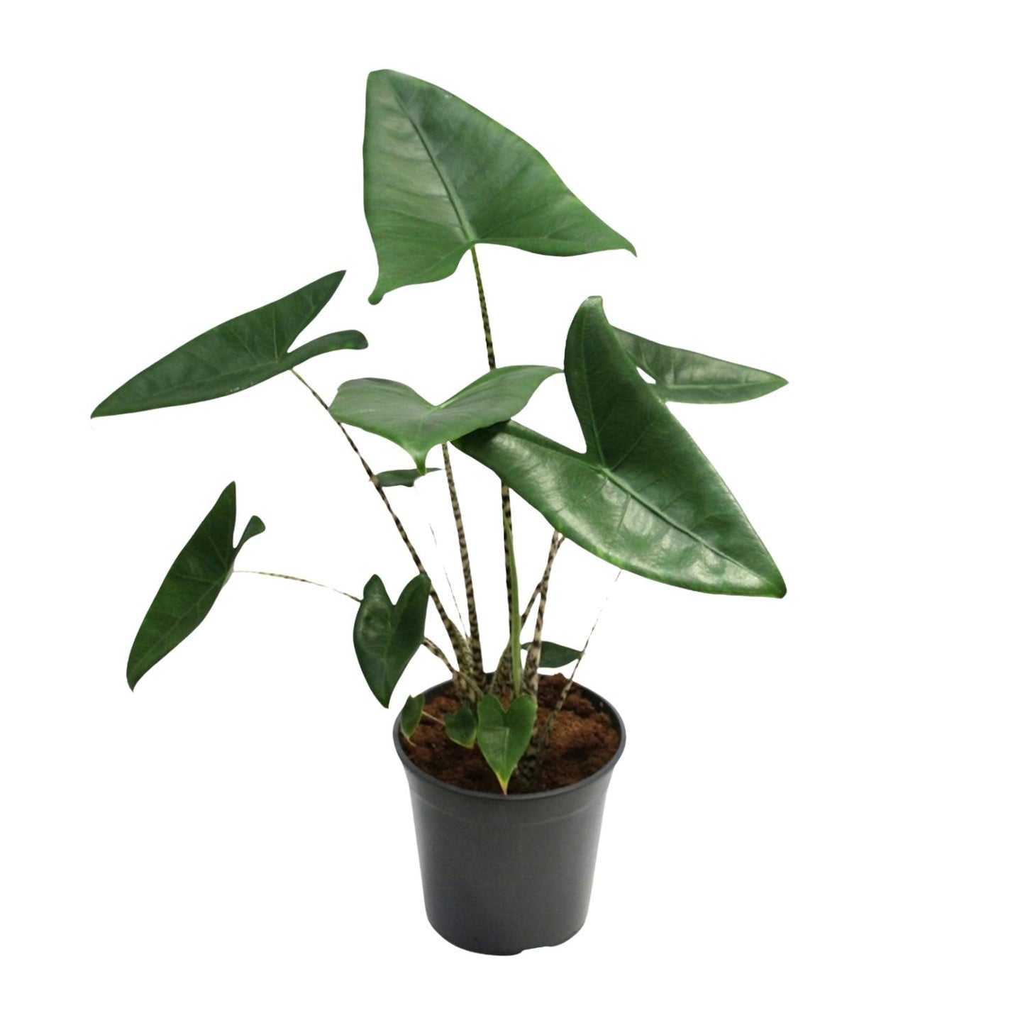 Alocasia Zebrina – Exotische Zimmerpflanze Ø21cm, 80cm hoch