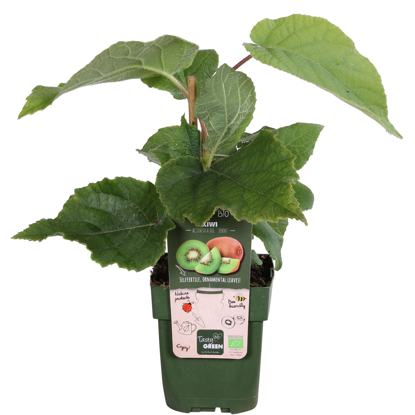 Actinidia deliciosa 'Jenny' – Kiwi Pflanze Ø13cm, ca. 45cm hoch
