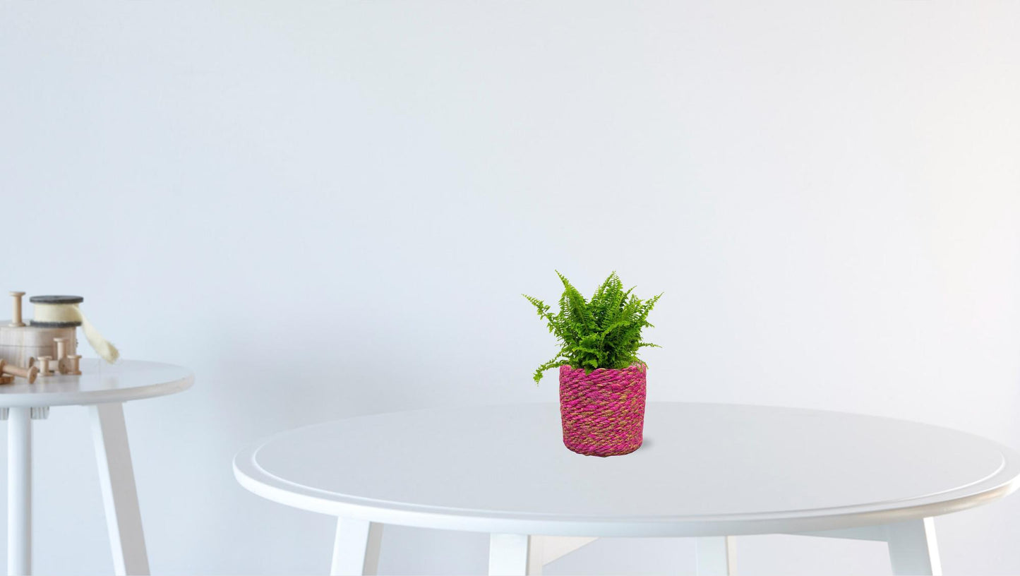 Bostonfarn Nephrolepis Vitale Ø12cm – Pflegeleicht & Luftreinigend