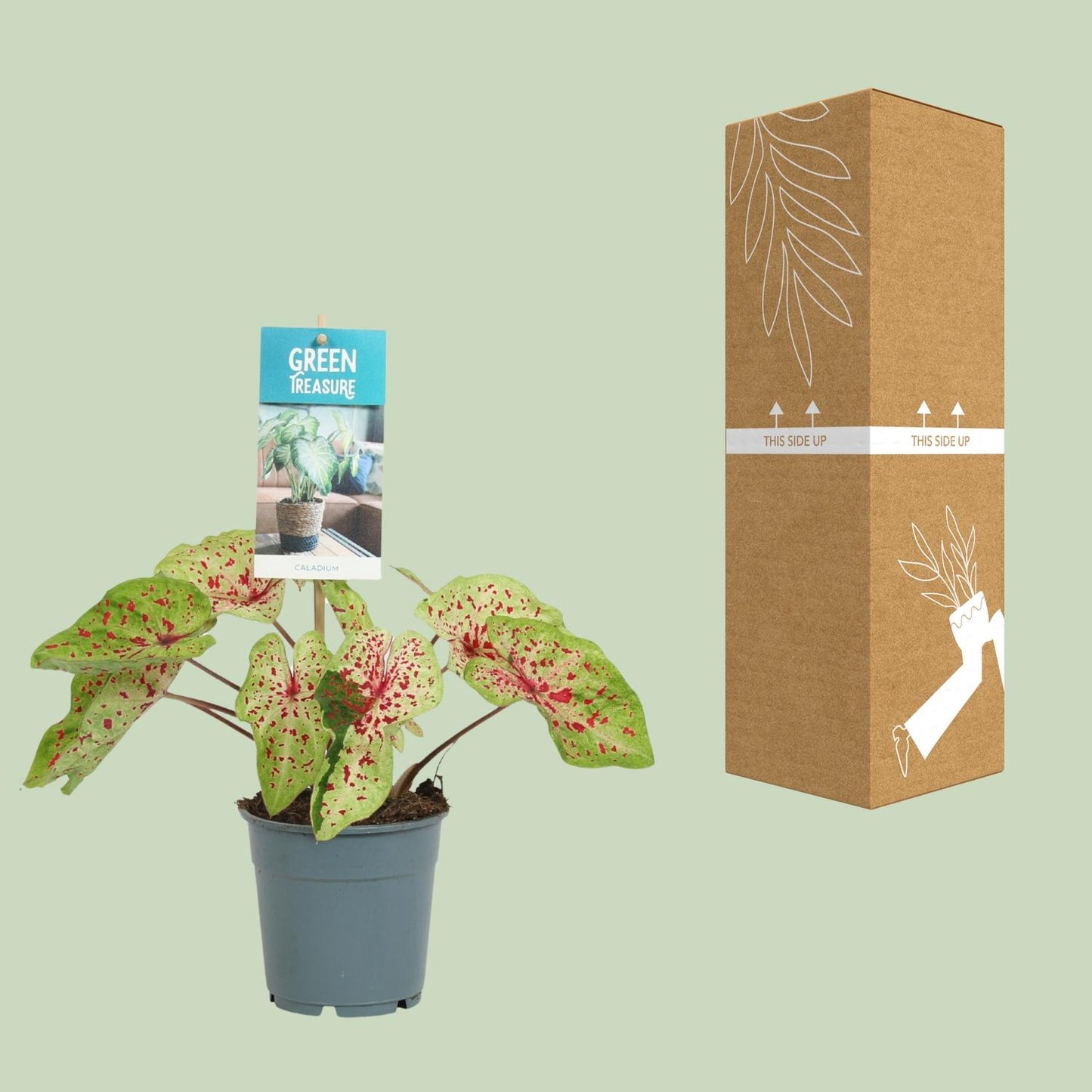 Caladium Miss Muffet – Pflegeleichter Engel Flügel Ø12cm