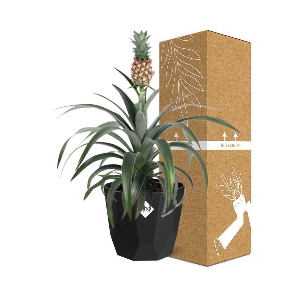 Ananas Mi Amigo – Zier-Ananas in 14 cm Topf schwarz