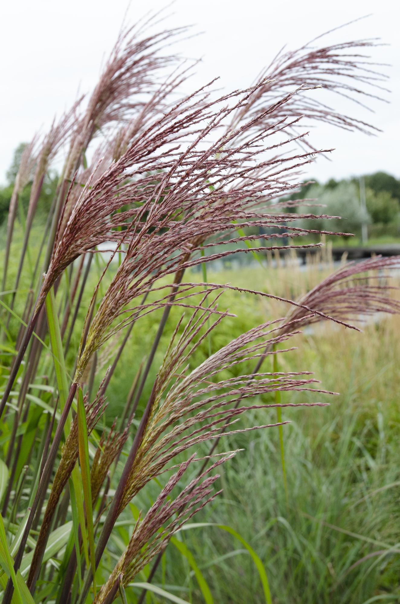 Miscanthus sinensis Ferner Osten – Dekoratives Ziergras Ø19cm