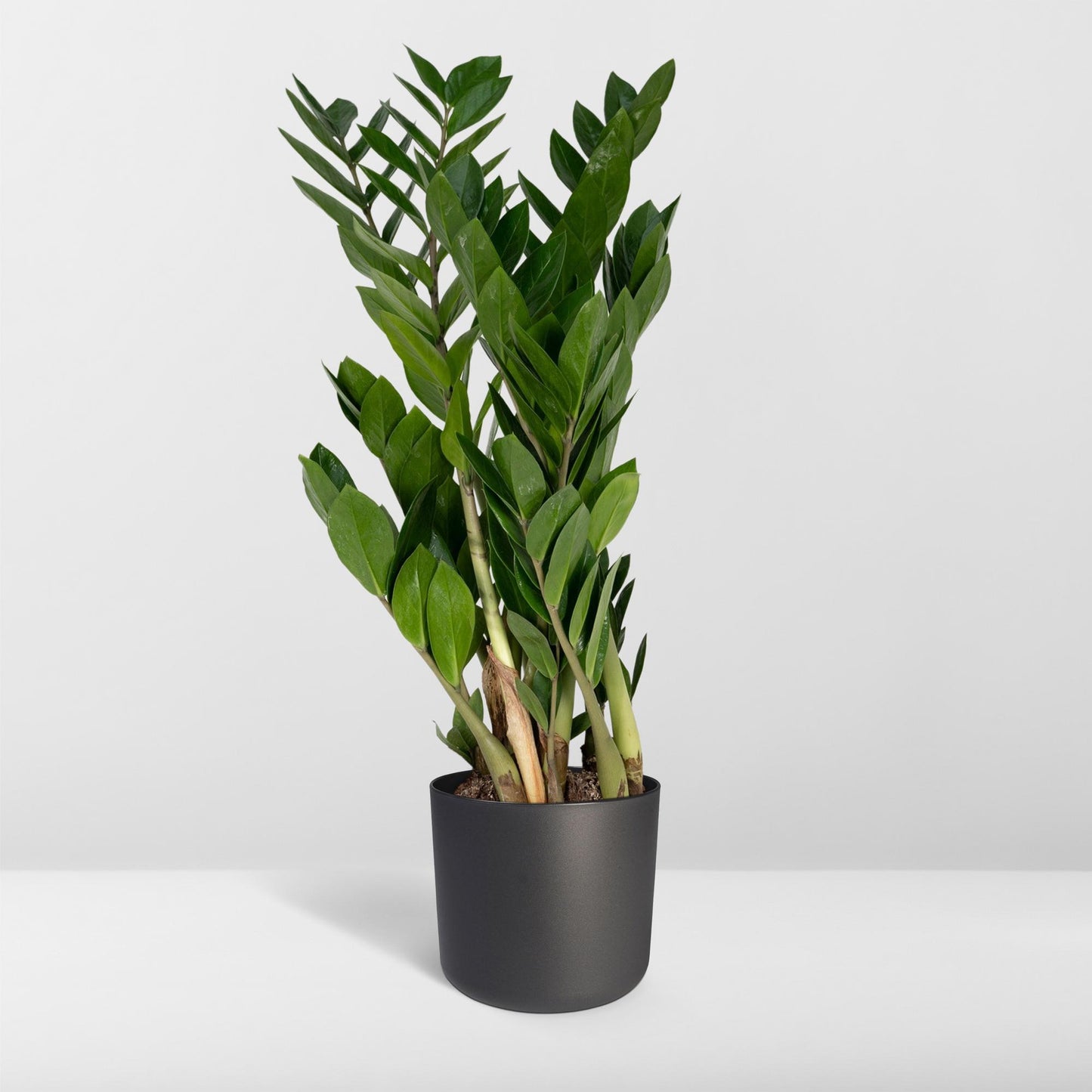 Zamioculcas Zamiifolia – Pflegeleichte Zimmerpflanze Ø17cm