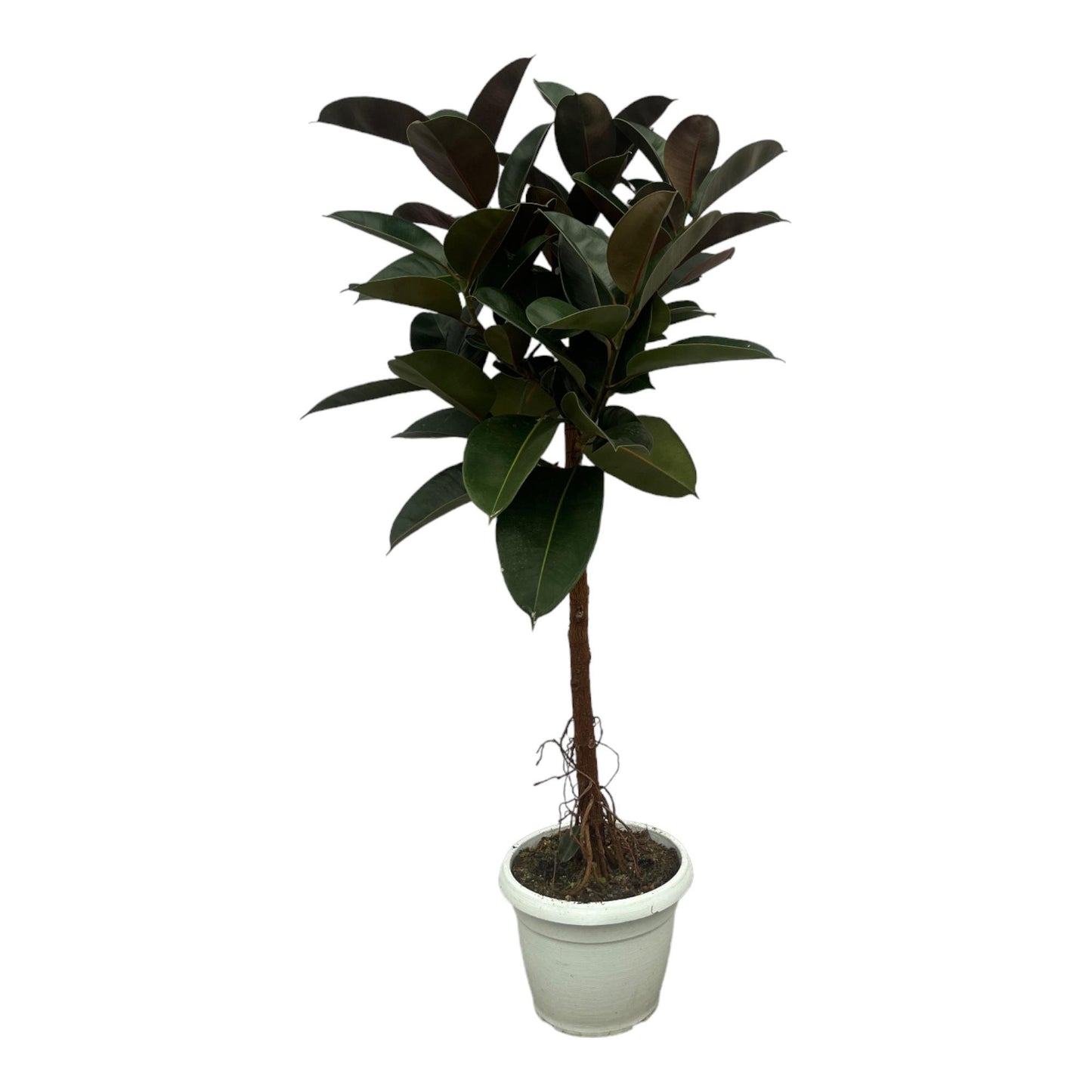 Ficus Elastica Robusta Stamm - 140 cm XXL Zimmerpflanze
